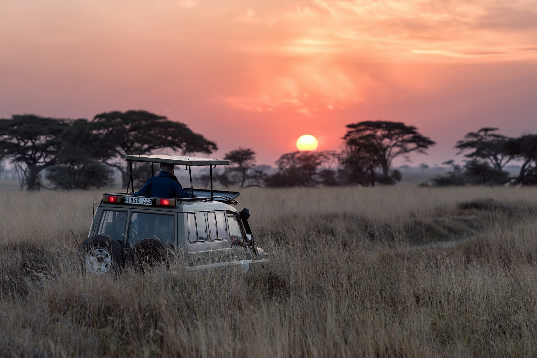 Elephant walking through an African safari landscape